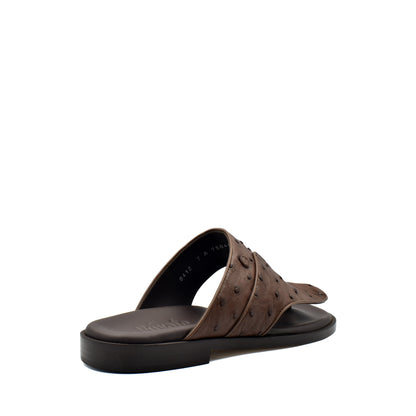 Vela Ostrich